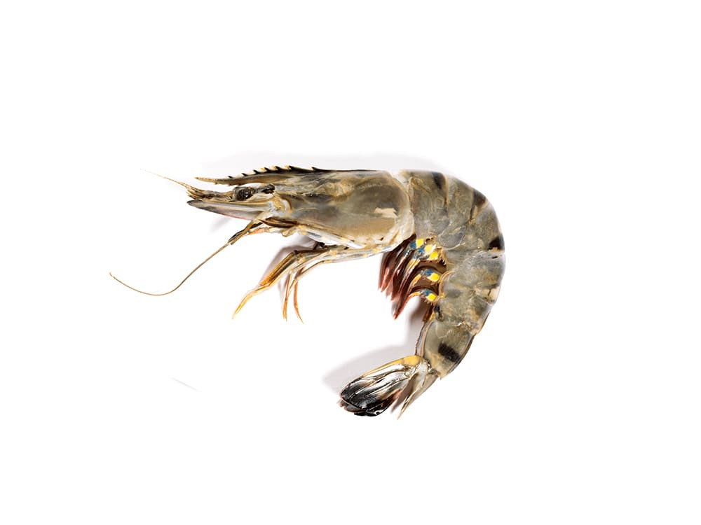 Gamba's - De Vistrap