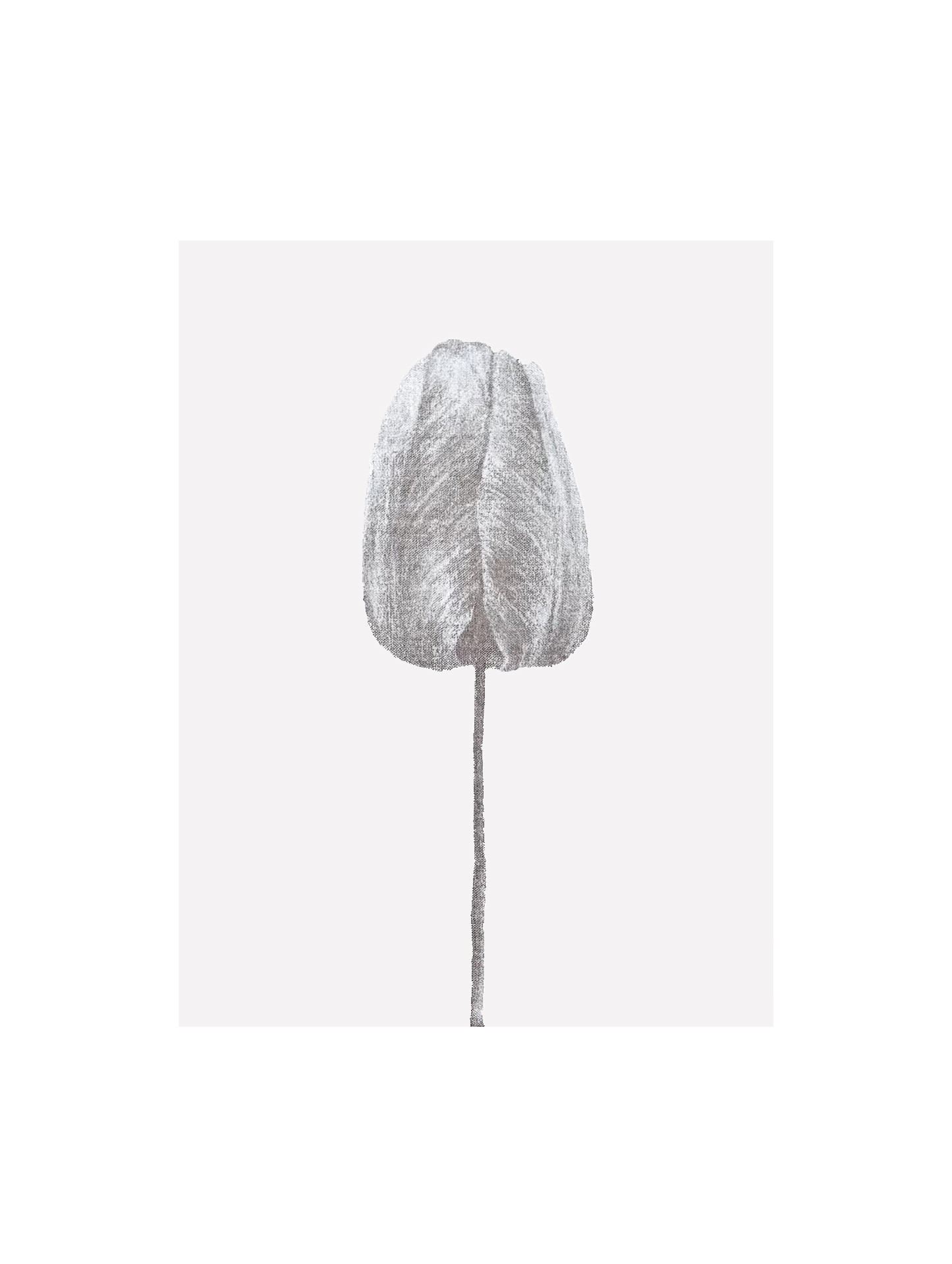 tulp 30x40