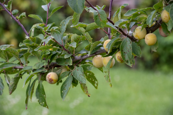 01-HetNatuurlijkeGenot040-