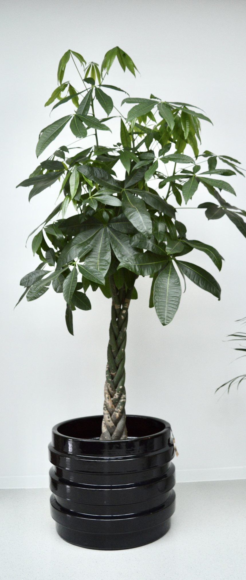 pot 15