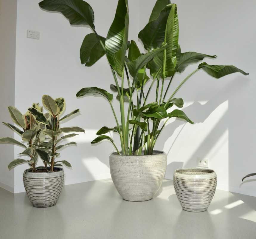 pot19