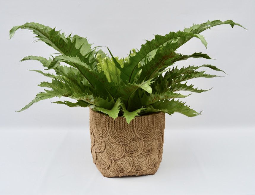 pot36