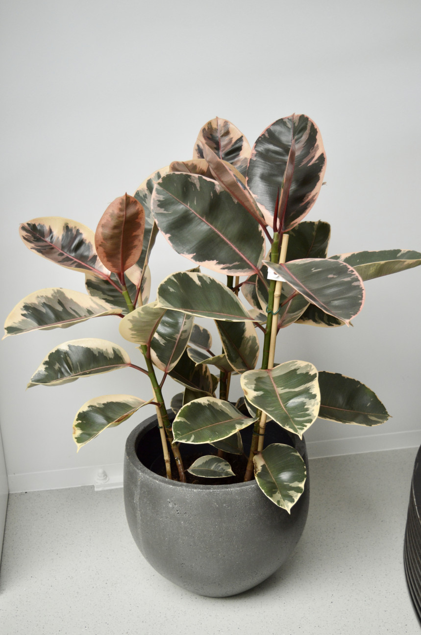 pot3