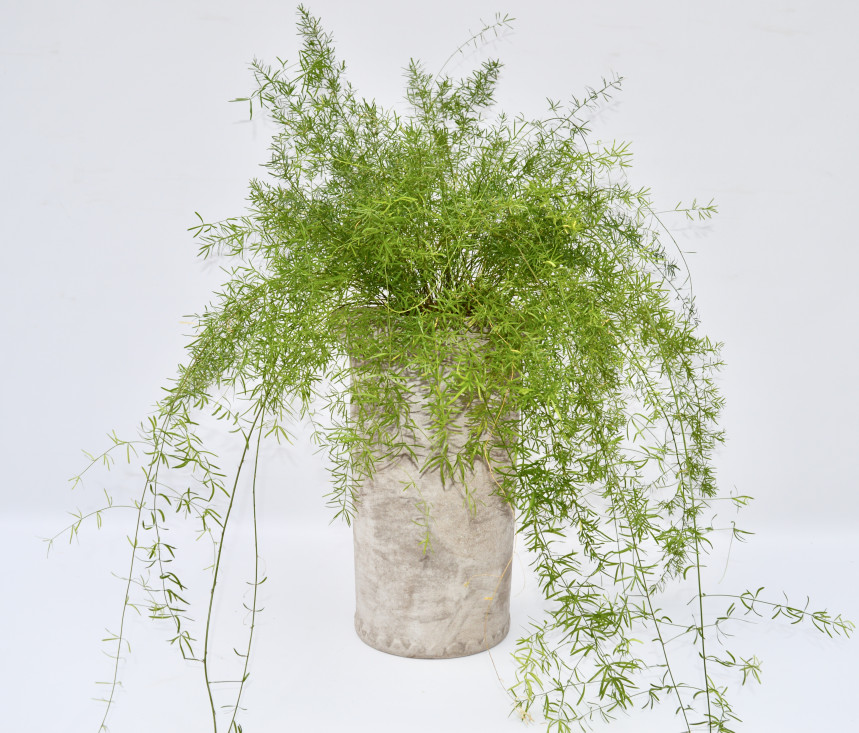 pot41