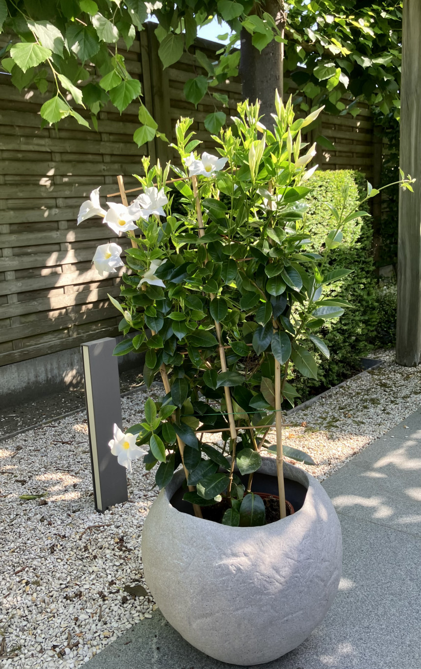 pot45