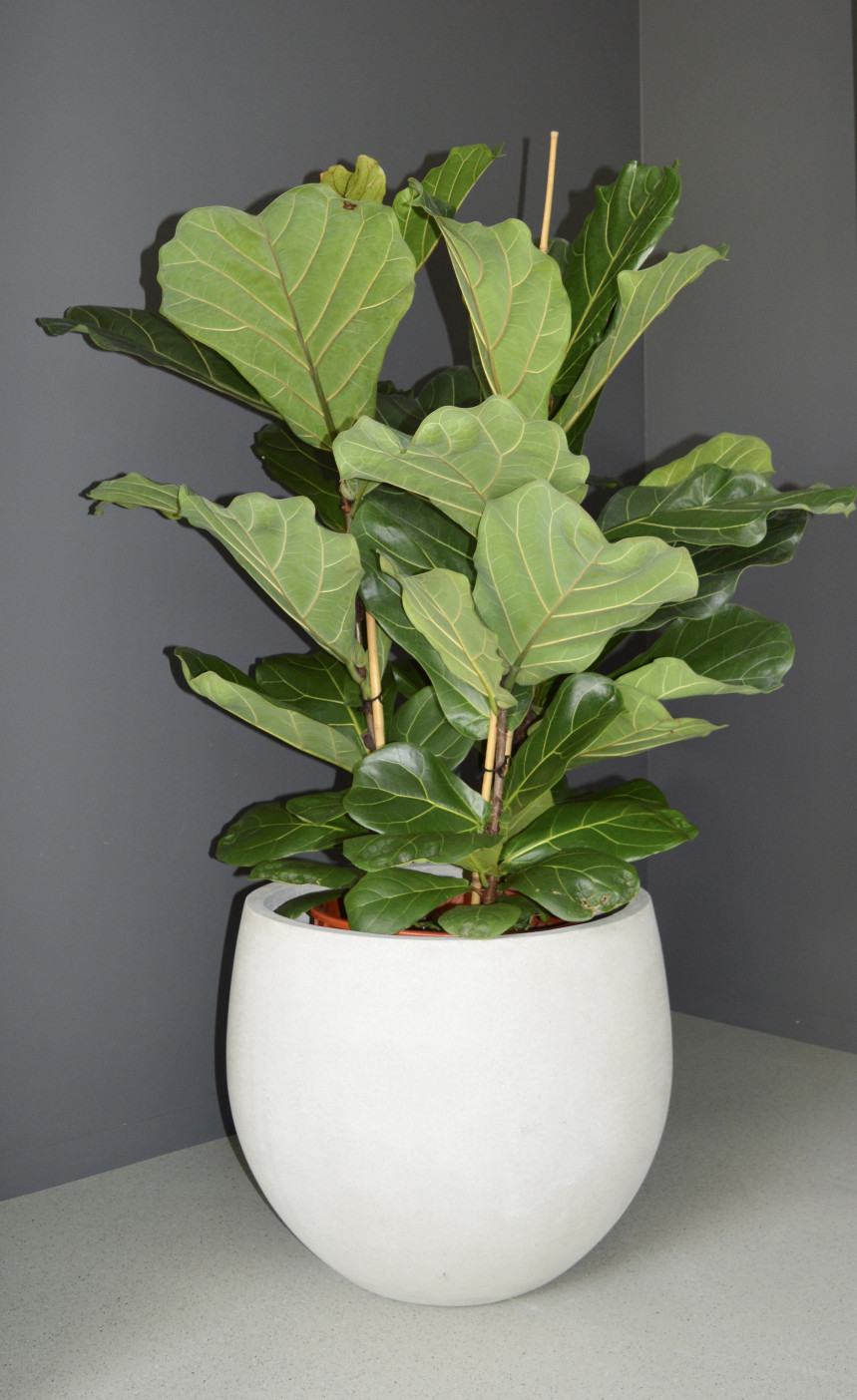 pot4