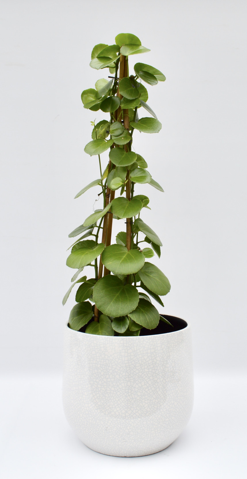 pot50