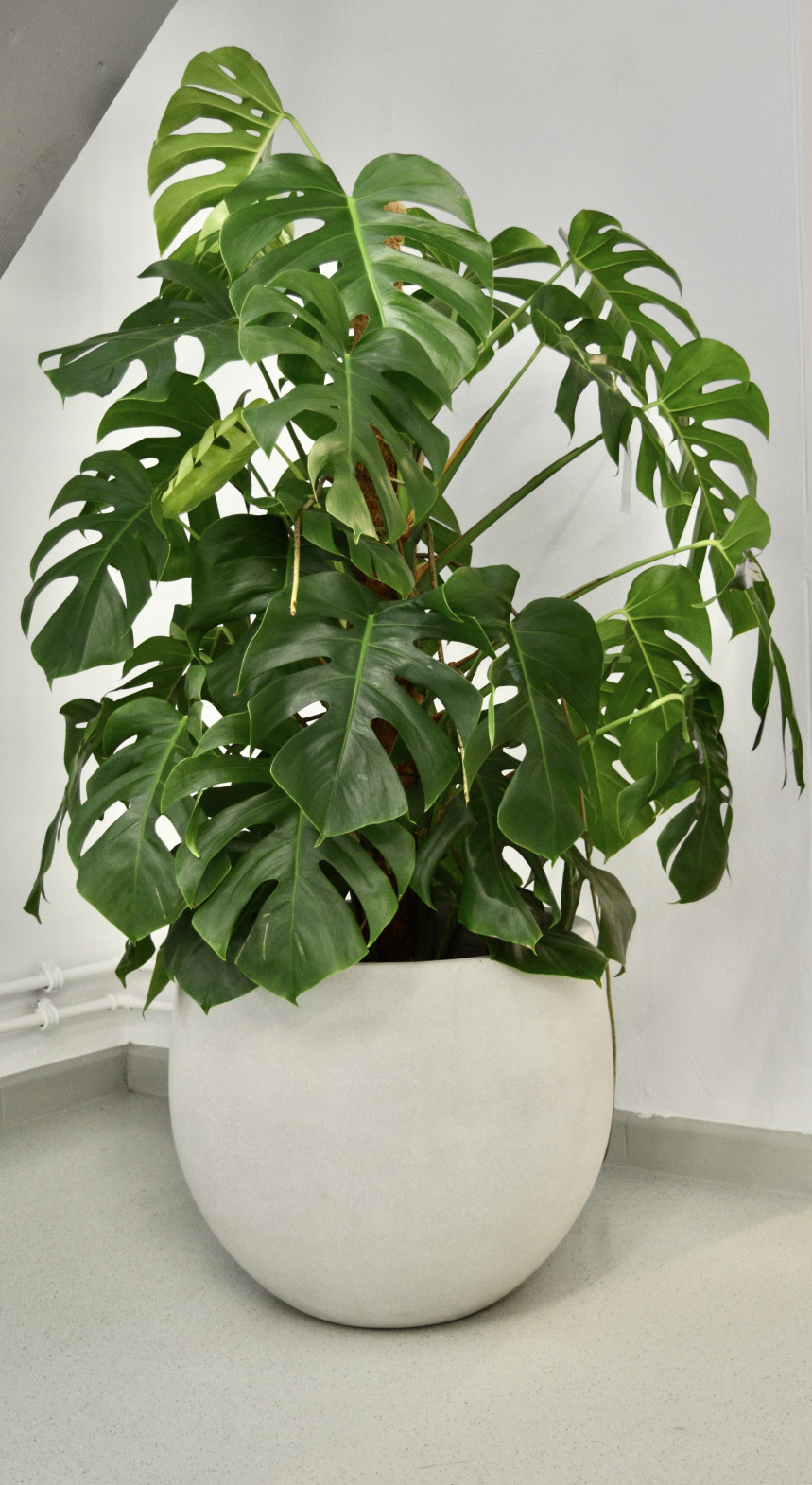pot5
