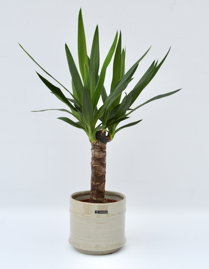 pot66