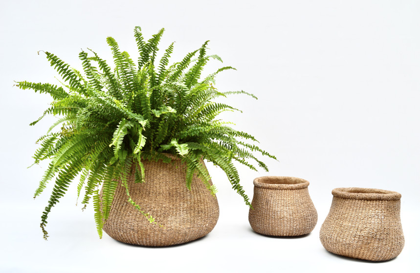 pot70