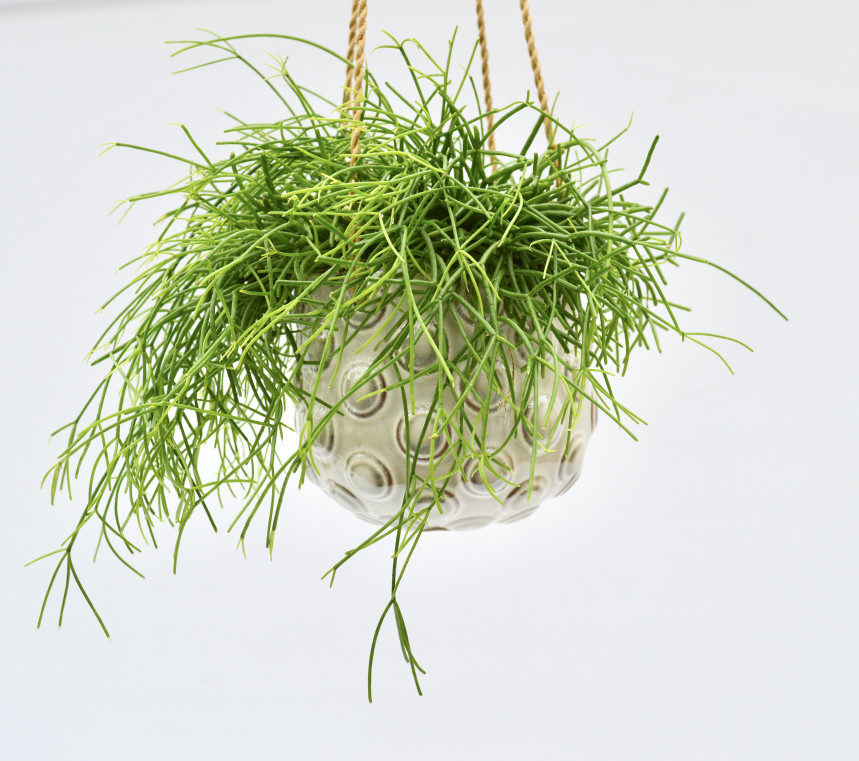 pot75
