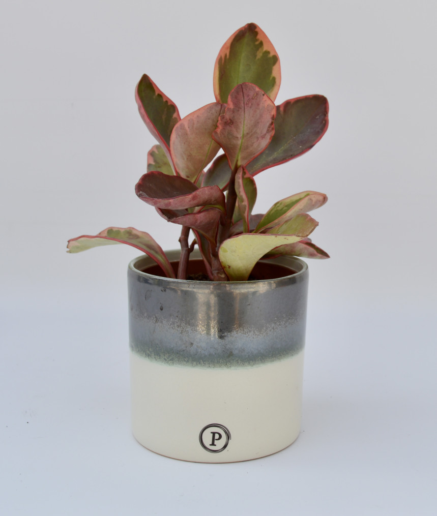 pot9