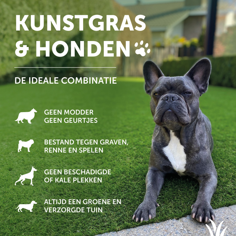 Grasmeester kunstgras - Kunstgras & honden: een goede combinatie Grasmeester kunstgras - Kunstgras & honden: een goede combinatie