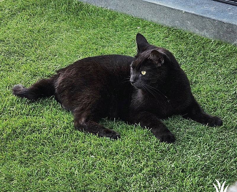 Groene tuinplezier in Roeselare met kunstgras | Grasmeester kunstgras