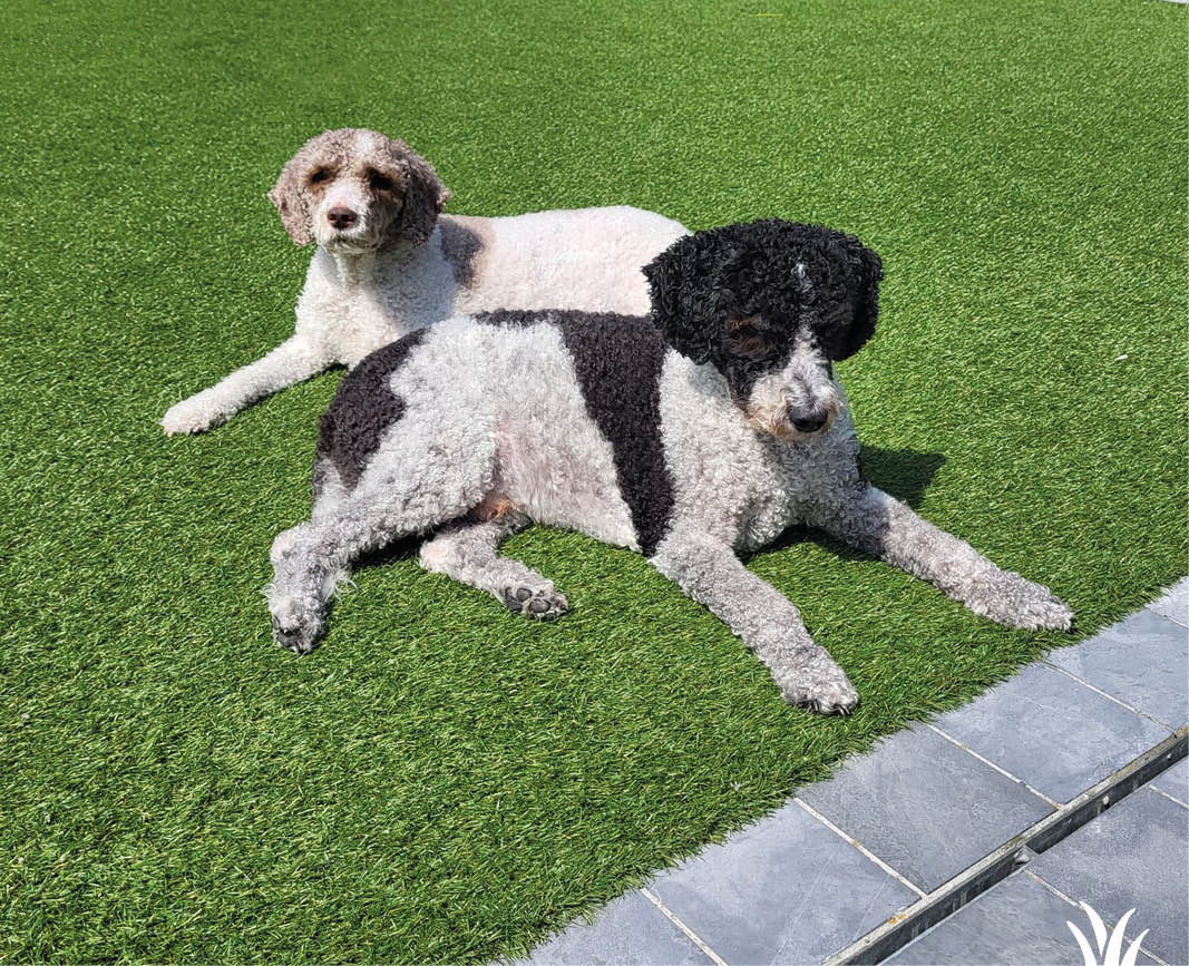 Grasmeester kunstgras geschikt voor honden