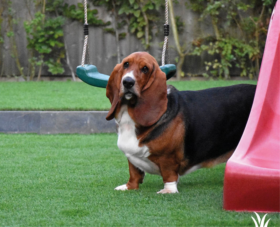 Grasmeester kunstgras geschikt voor honden