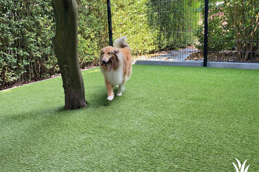 Kunstgras geschikt voor honden | Grasmeester kunstgras