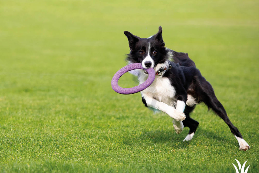 Kunstgras geschikt voor honden | Grasmeester kunstgras