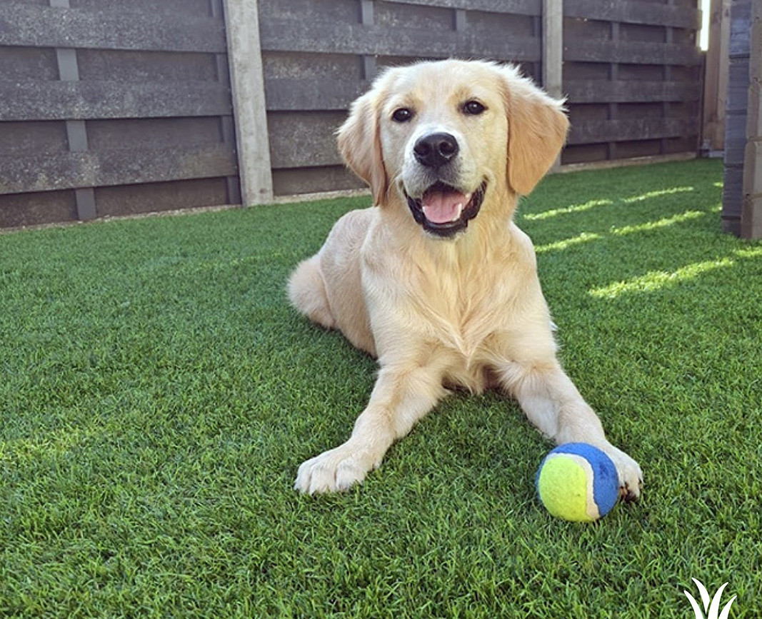 Grasmeester kunstgras geschikt voor honden Grasmeester kunstgras geschikt voor honden