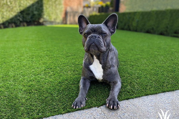 Grasmeester - Kunstgras geschikt voor huisdieren