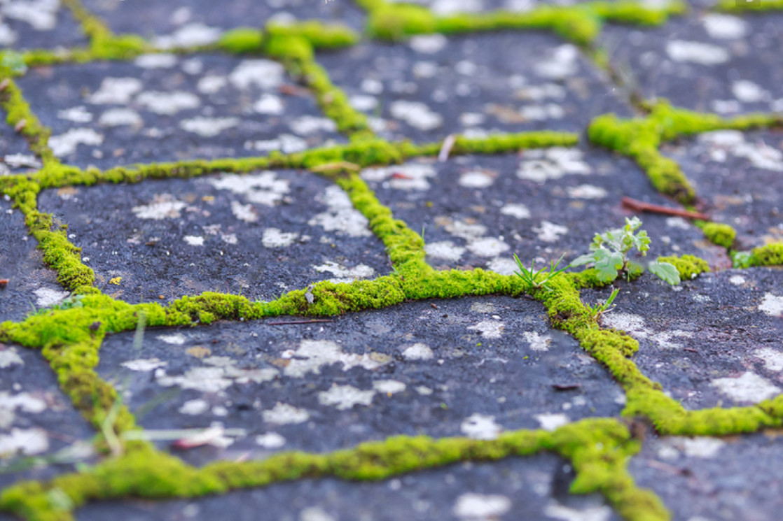 Mossoff – Natuurlijk mos verwijderen, snel en doeltreffend | Grasmeester kunstgras