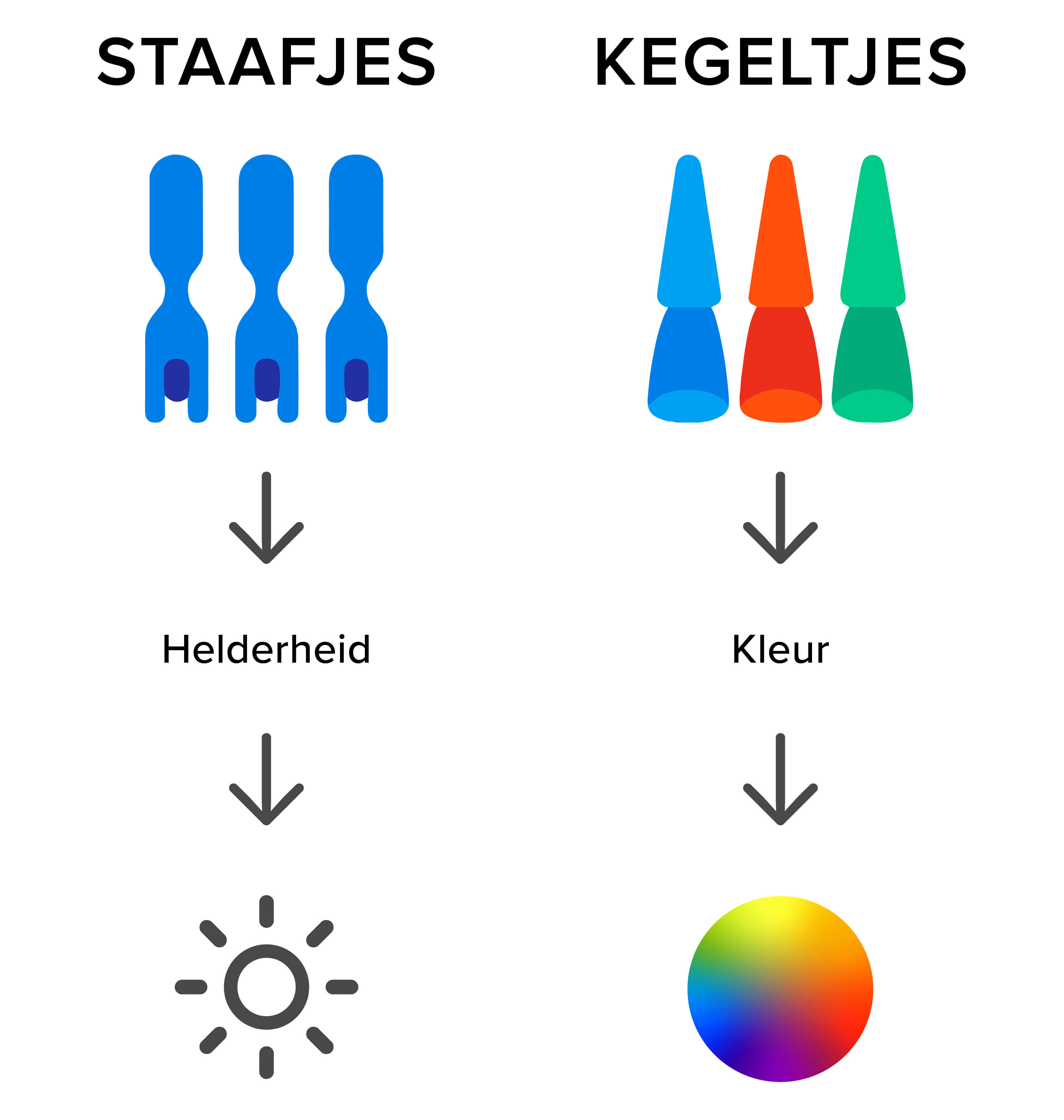 Staafjes en kegeltjes in het menselijk oog