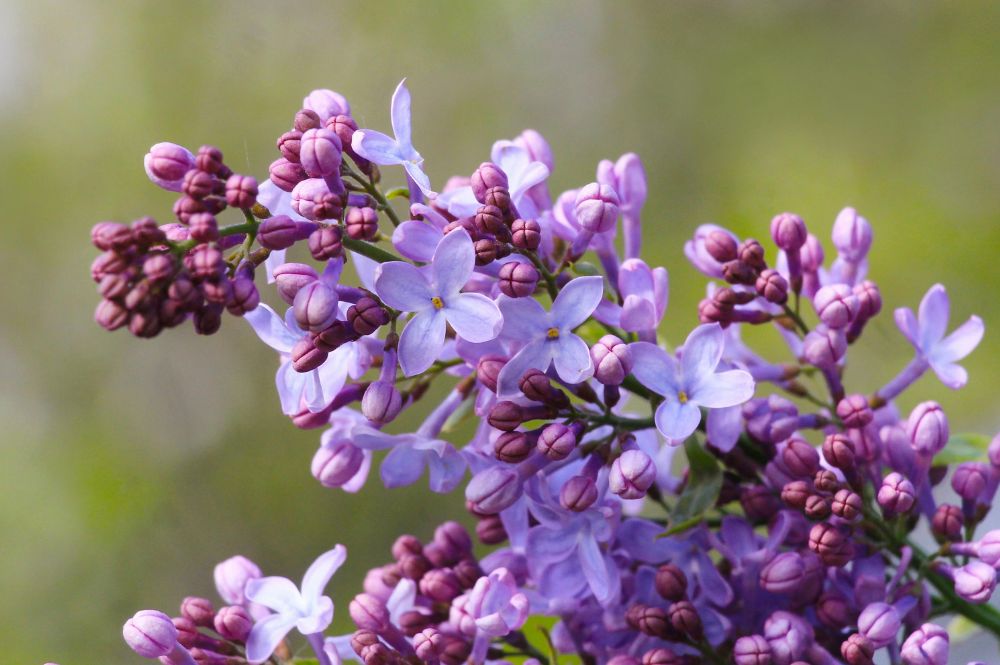 My Goodness - Syringa Vulgaris