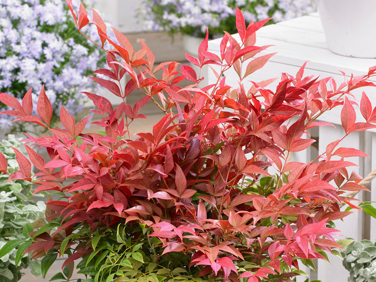 My Goodness Nandina Domestica My Goodness Nandina Domestica