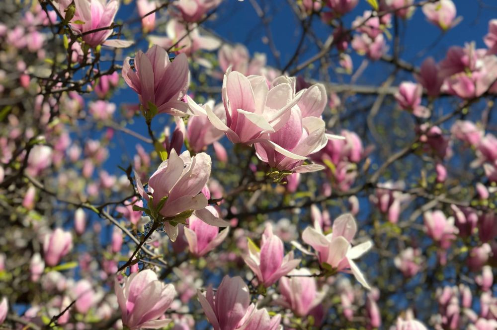 Magnolia (2)