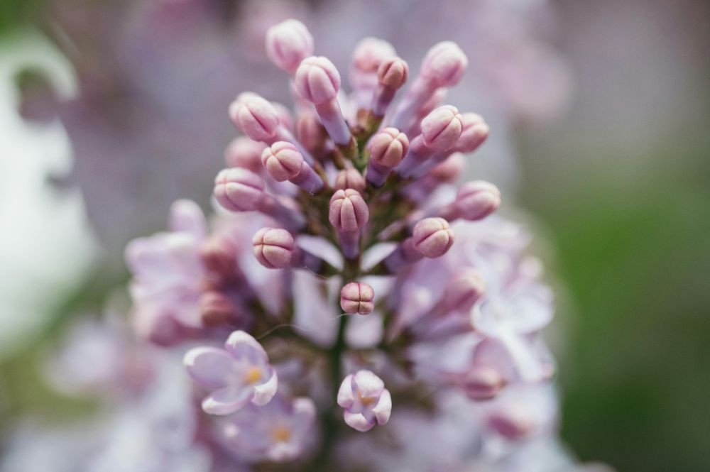 Syringa (5)
