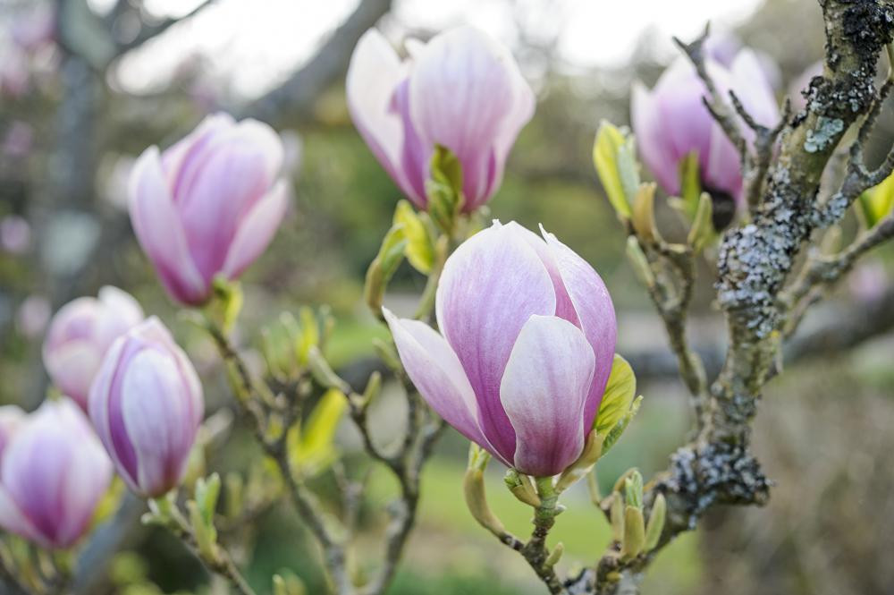 magnolia-soulangeana-alexandrina
