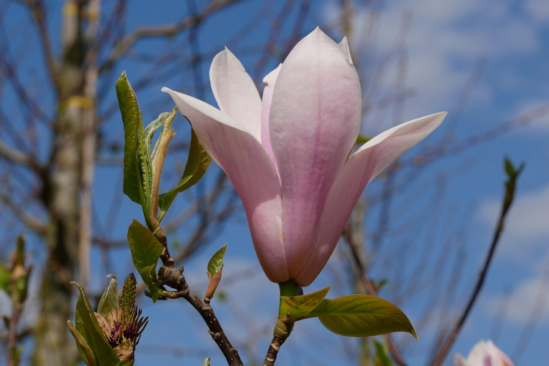 magnolia_heaven_scent