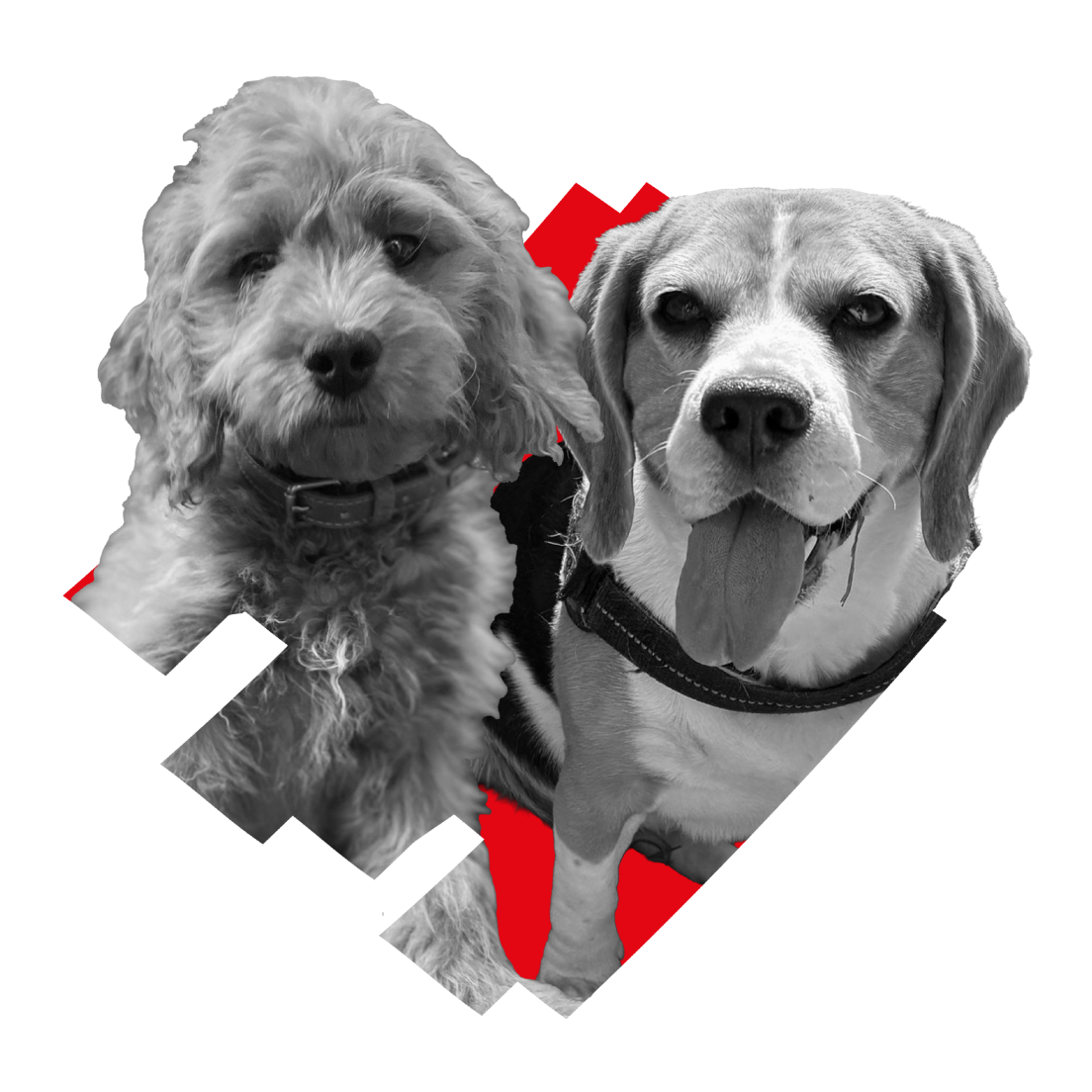 camiel-zoë-scratch