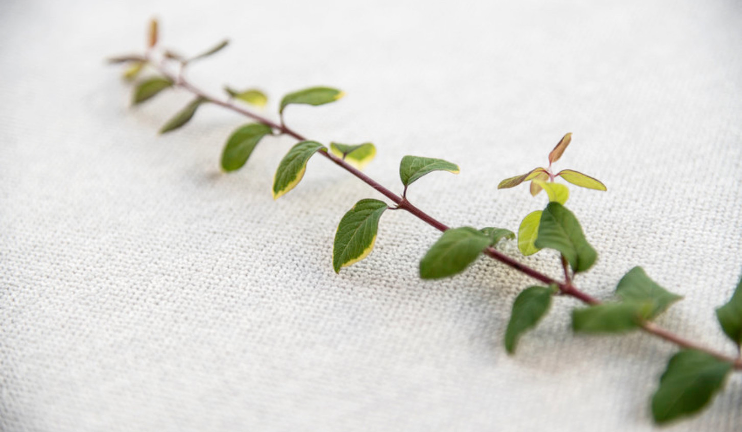 FabricWithPlant