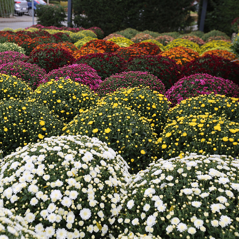 Bloemen en decoratie | Vanallemeersch-Deraedt Bloemen en decoratie | Vanallemeersch-Deraedt