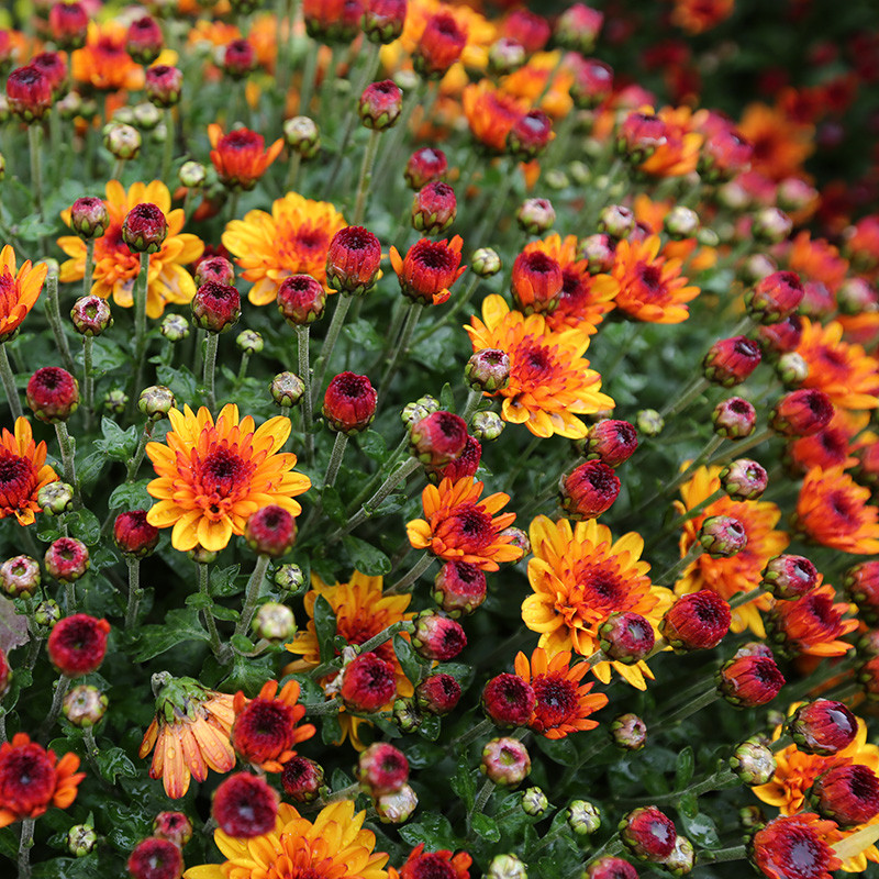 Bloemen en decoratie | Vanallemeersch-Deraedt Bloemen en decoratie | Vanallemeersch-Deraedt