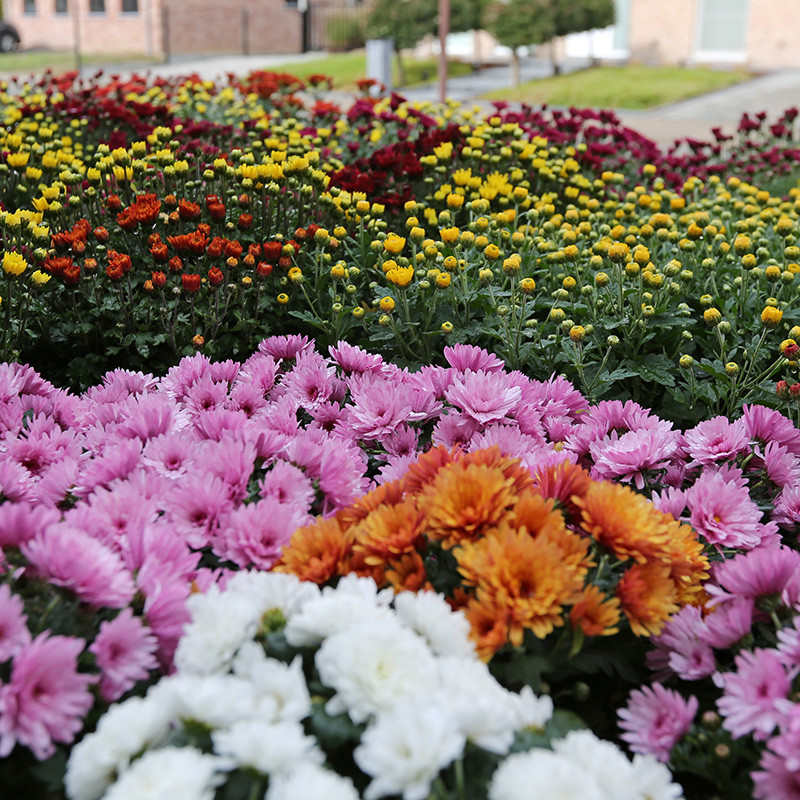 Bloemen en decoratie | Vanallemeersch-Deraedt Bloemen en decoratie | Vanallemeersch-Deraedt