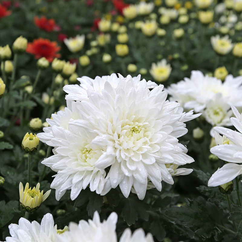 Bloemen en decoratie | Vanallemeersch-Deraedt Bloemen en decoratie | Vanallemeersch-Deraedt