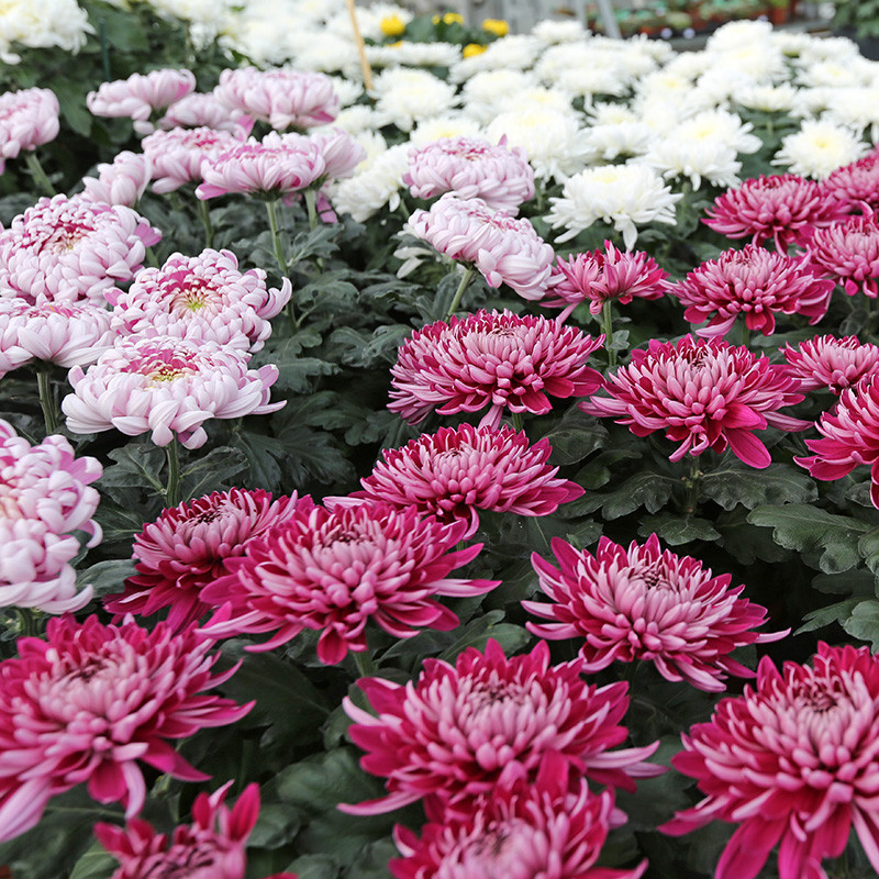 Bloemen en decoratie | Vanallemeersch-Deraedt Bloemen en decoratie | Vanallemeersch-Deraedt