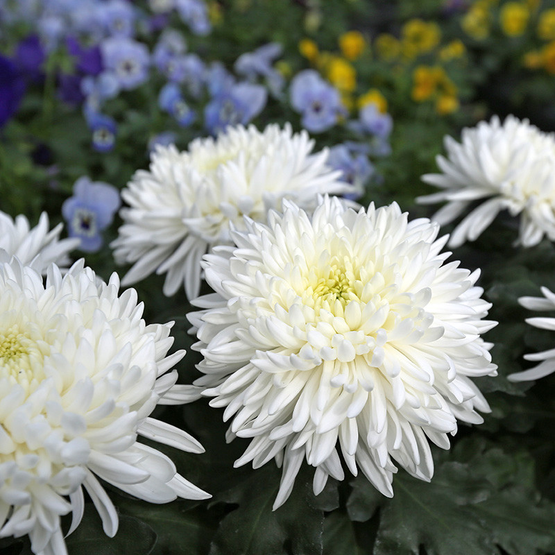 Bloemen en decoratie | Vanallemeersch-Deraedt Bloemen en decoratie | Vanallemeersch-Deraedt