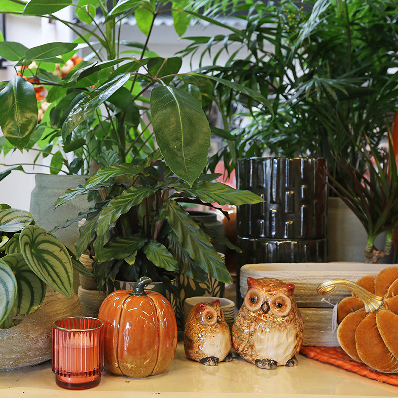 Bloemen en decoratie | Vanallemeersch-Deraedt
