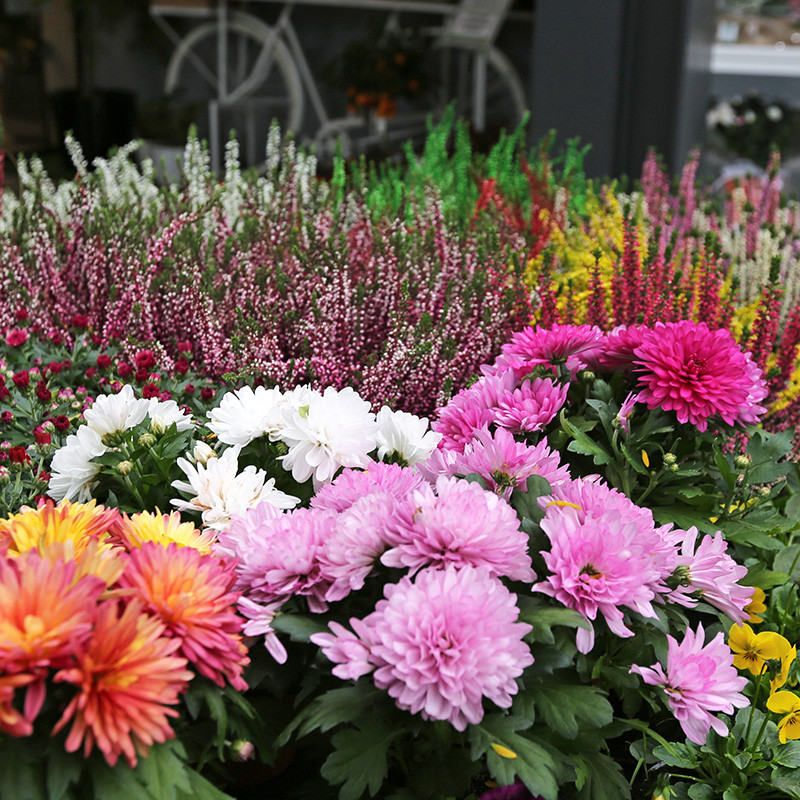 Bloemen en decoratie | Vanallemeersch-Deraedt Bloemen en decoratie | Vanallemeersch-Deraedt