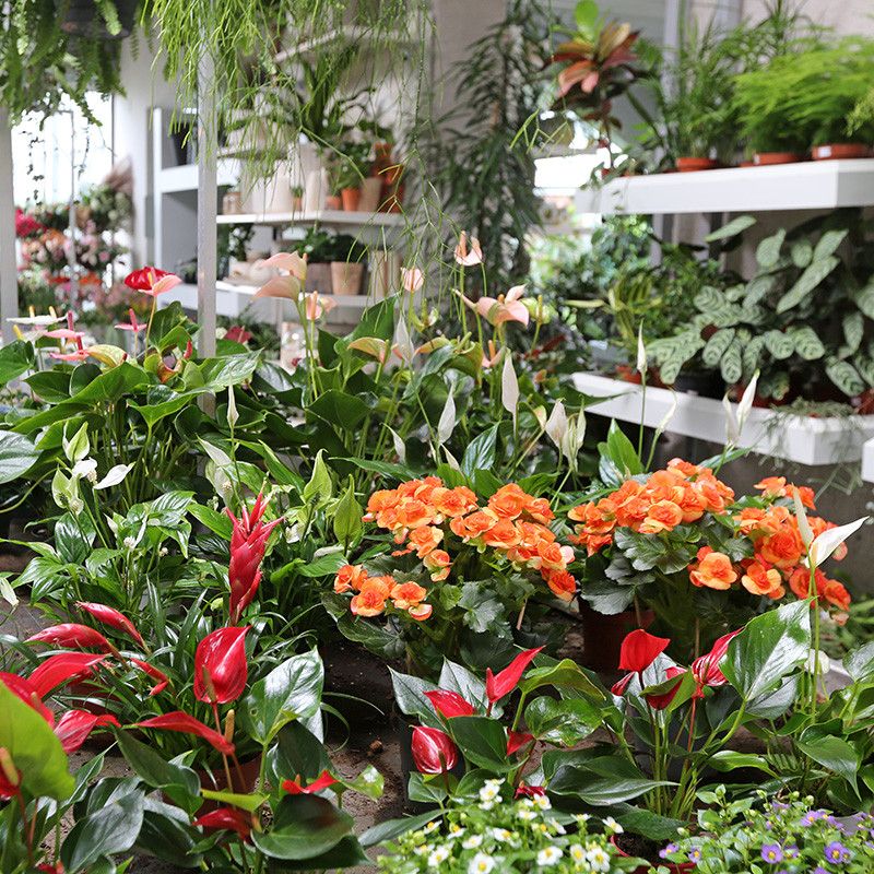 Bloemen en decoratie | Vanallemeersch-Deraedt