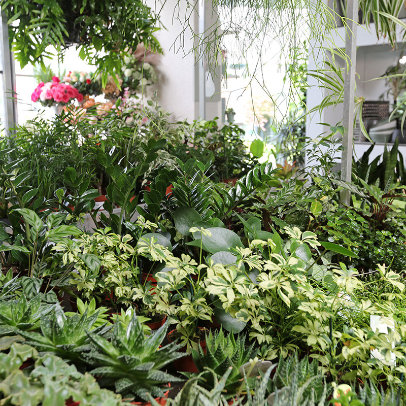 Bloemen en decoratie | Vanallemeersch-Deraedt