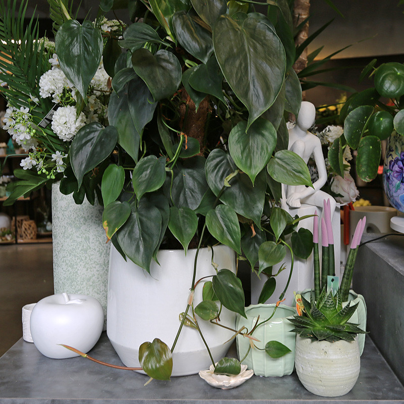 Bloemen en decoratie | Vanallemeersch-Deraedt