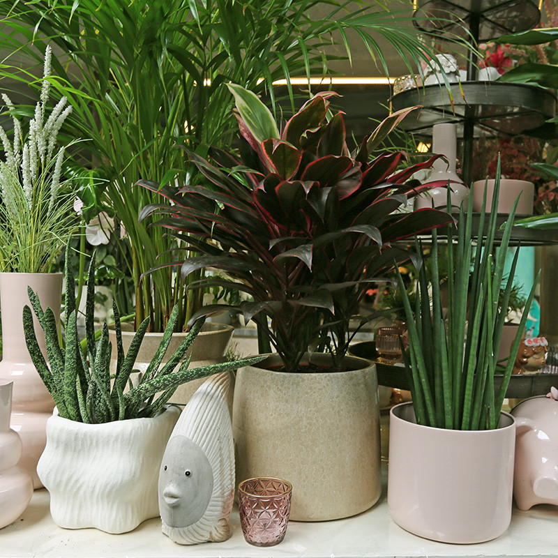 Bloemen en decoratie | Vanallemeersch-Deraedt