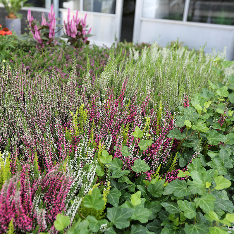 Bloemen en decoratie | Vanallemeersch-Deraedt