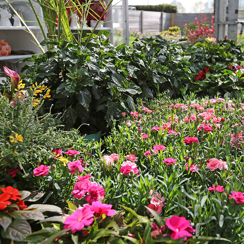 Bloemen en decoratie | Vanallemeersch-Deraedt