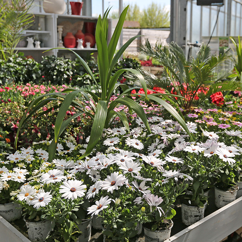 Bloemen en decoratie | Vanallemeersch-Deraedt