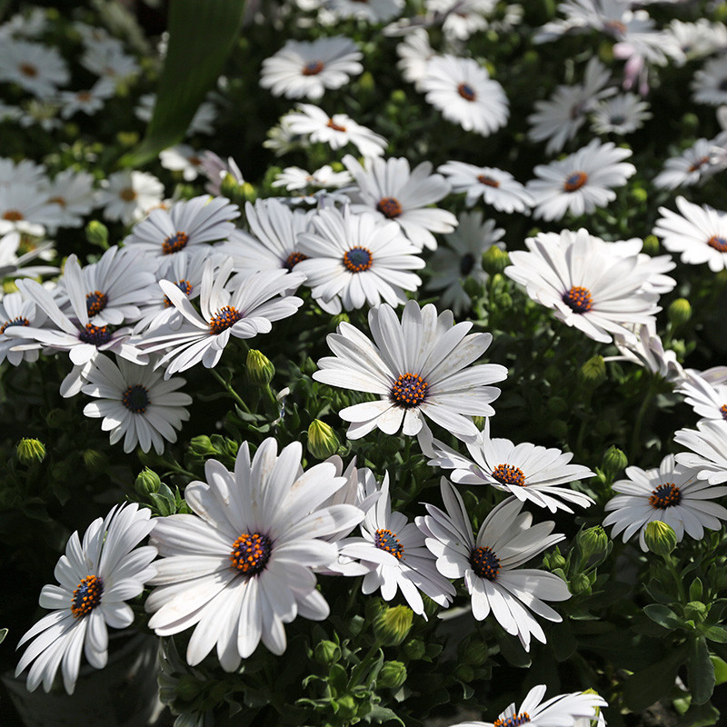 Bloemen en decoratie | Vanallemeersch-Deraedt